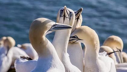 开云体育官网-Aster教练组调整计划公布，aster队员介绍