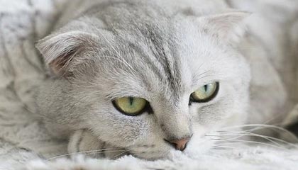 kaiyun xiazai-《路透社》：巴西女足在奥运会半决赛中击败西班牙，奥运会女足巴西队